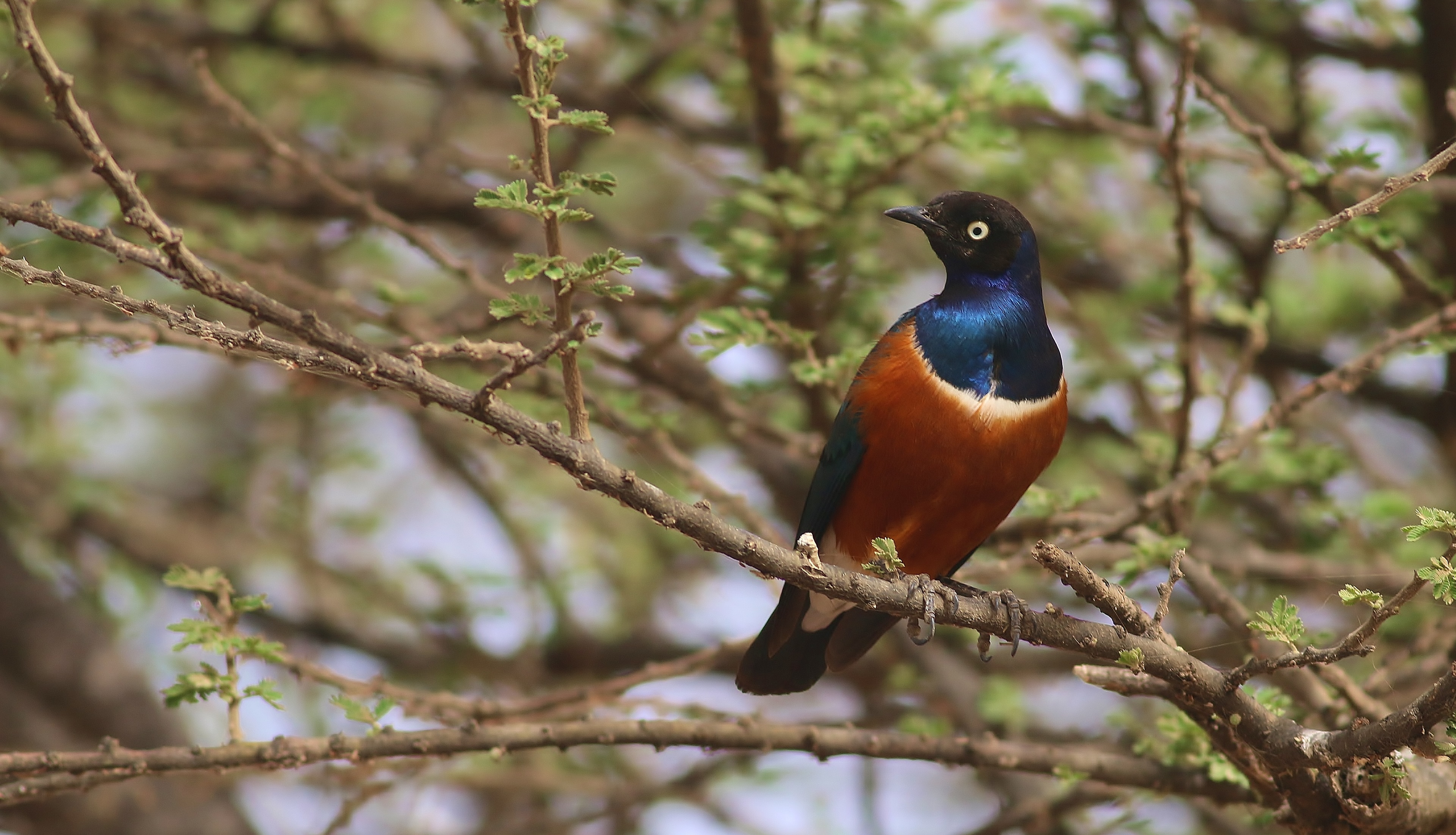 Superb Starling
